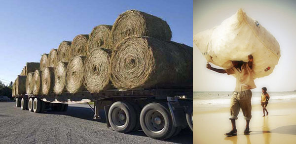 O capital não é como os coelhos