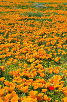 O Combate às Flores Amarelas