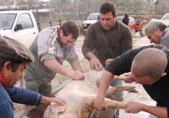 1361266410Porco_Roqueiro