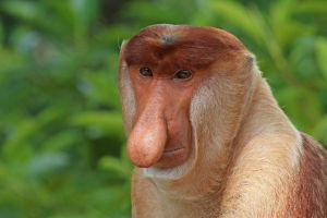 Proboscis_monkey_(Nasalis_larvatus)_male_head